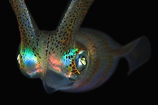 Bioluminescent Squid