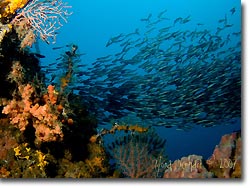 A lot of growth and fish life at the Malawi Wreck, Lembeh Strait, Sulawesi, Indonesia.