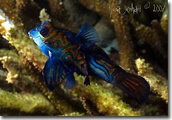 Mandarinfish mating at dusk, Lembeh Strait, Sulawesi, Indonesia.