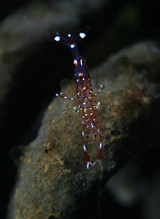 Plumed shrimp