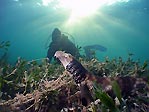 Collared Catshark and Diver