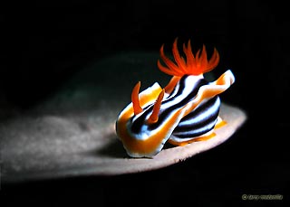 Larry Medenilla with a incredibly lit Chromodoris at Anilao, Philippines.