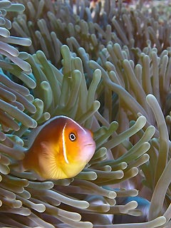 Rowley Anemonefish