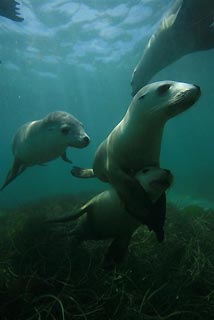Seals in South Australia