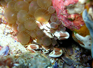 Anemone Crab with a buddy