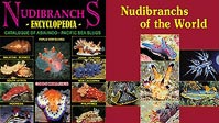 Neville Coleman's new 'Nudibranchs Encyclopedia' - a review and how it compares to the new Debelius and Kuiter 'Nudibranchs of the World'.