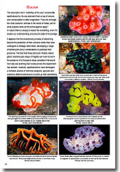A peek inside the new 'Nudibranchs Encyclopedia - Catalogue of Asia and Indo-Pacific Sea Slugs' by Neville Coleman.