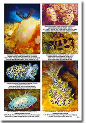 A peek inside the 'Nudibranchs Encyclopedia - Catalogue of Asia and Indo-Pacific Sea Slugs' by Neville Coleman.