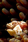 Porcelain crab