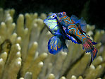 Mandarin Fish Mating