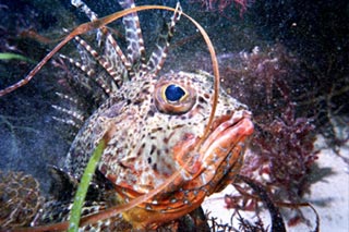 Gurnard Perch