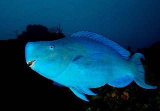 Steephead Parrotfish