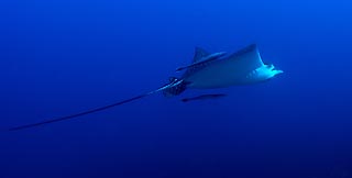Eagle Ray in the Blue