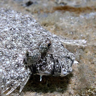 Funny Flounder Face