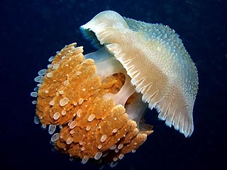 Timor Jellyfish