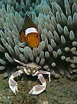 Clownfish