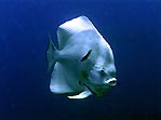 Albino Boer's Batfish