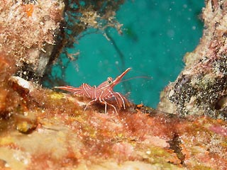 Durban Dancing Shrimp