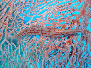 Long-nose Hawkfish