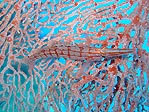 Long-nose Hawkfish