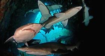 Grey Nurse Sharks in Fish Rock Cave