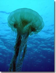 Close-up of one of the jellyfish, Redang Island, Malaysia.