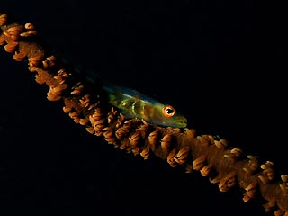 Goby on Whip Coral