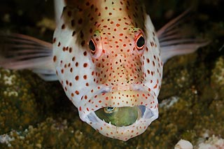 Forster's Hawkfish and Bi-colour Blenny