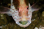 Forster's Hawkfish and Bi-colour Blenny