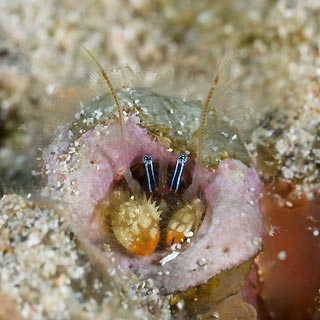 Coral Hermit Crab
