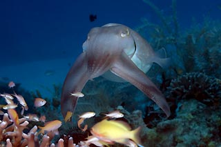 Kalimantan Cuttlefish