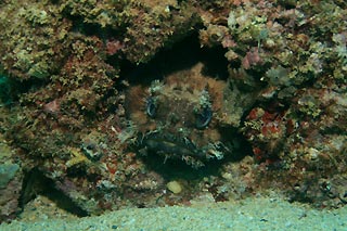 Frogfish in Hiding