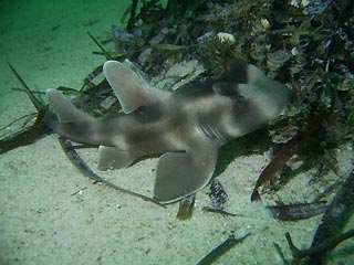 Crested Hornshark