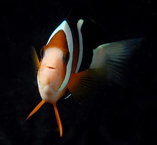 Defensive Nemo