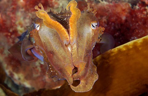 Cuttle Kiss