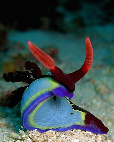 Another Nudibranch