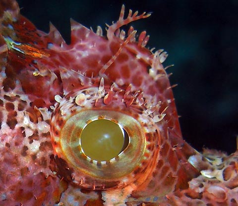 Eye-ball of a Scorpionfish