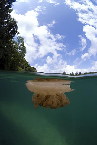 Jellyfish