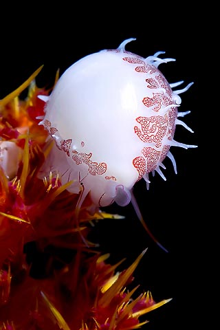 Allied Cowrie