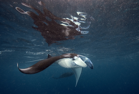 Sangalaki Manta Ray