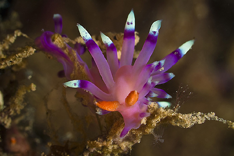 Flabellina exoptata