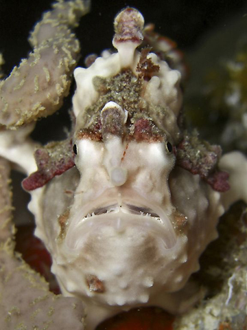 Frogfish