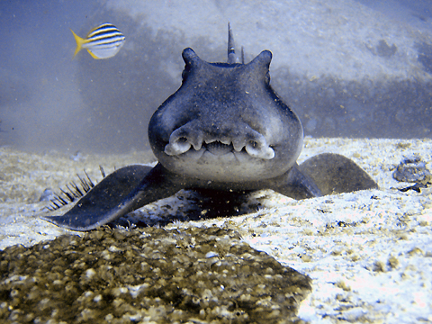 Port Jackson Shark