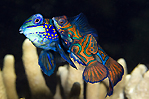 Mating Mandarinfish