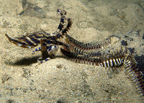 Blue-Ringed Octopus vs Starfish