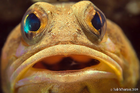 Jawfish Face