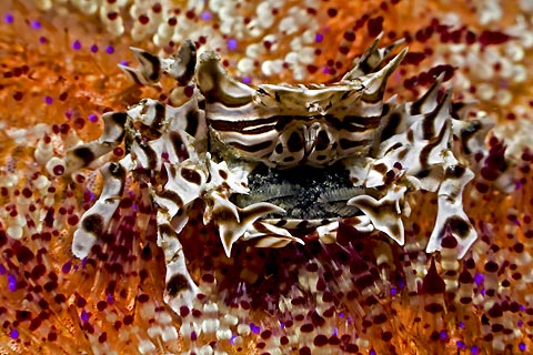 Zebra Crab and eggs