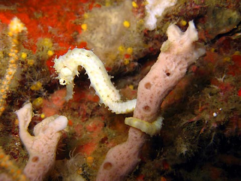 Seahorse