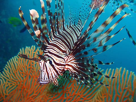 Lionfish Profile