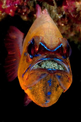 Cardinalfish with Eggs